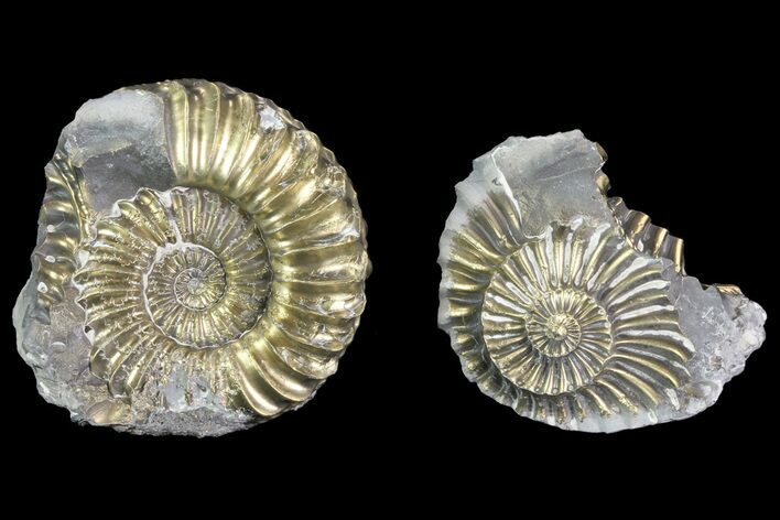 Pyritized Pleuroceras Ammonite Pos/Neg - Germany #70156